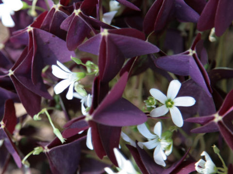 Oxalis triangularis