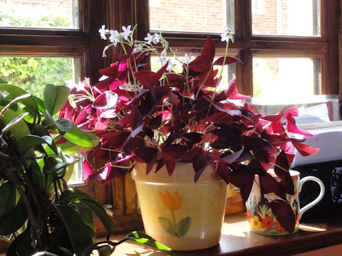 Oxalis triangularis