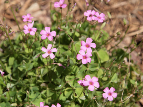 Oxalis violacea