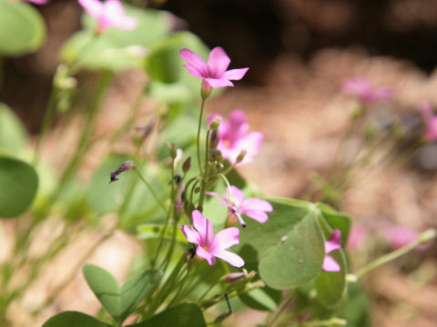 Oxalis violacea