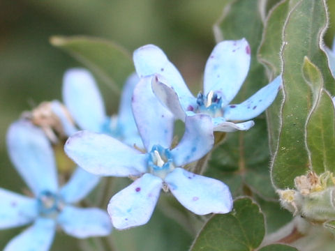 Oxypetalum caeruleum