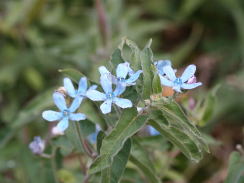 Oxypetalum caeruleum