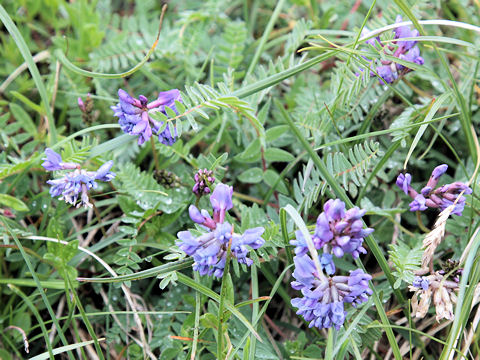 Oxytropis jacquinii