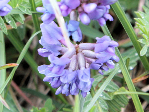 Oxytropis jacquinii