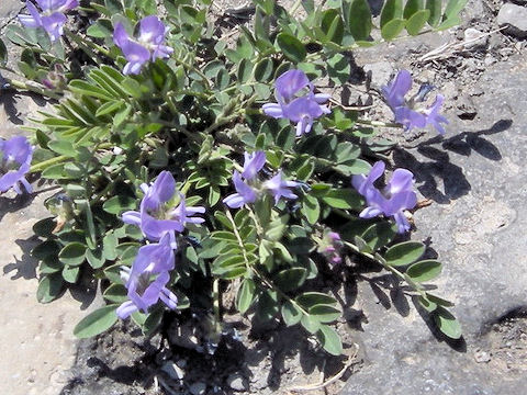 Oxytropis sp.