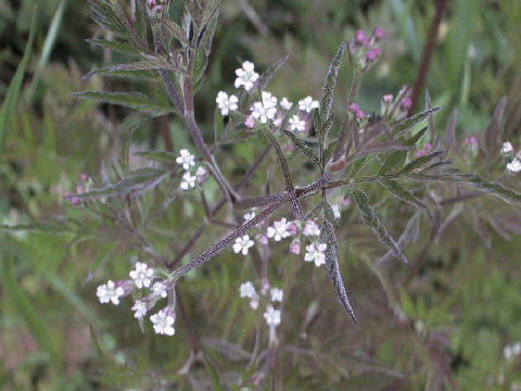 Torilis scabra