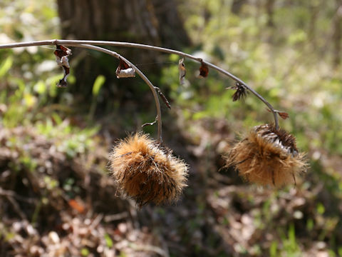 Synurus pungens