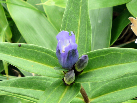 Gentiana makinoi