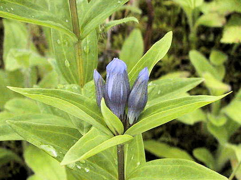 Gentiana makinoi