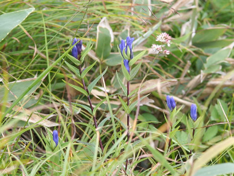 Gentiana makinoi