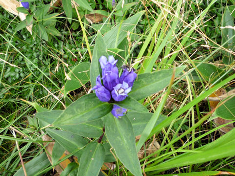 Gentiana makinoi