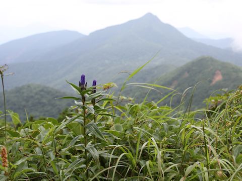 Gentiana makinoi