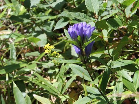 Gentiana makinoi