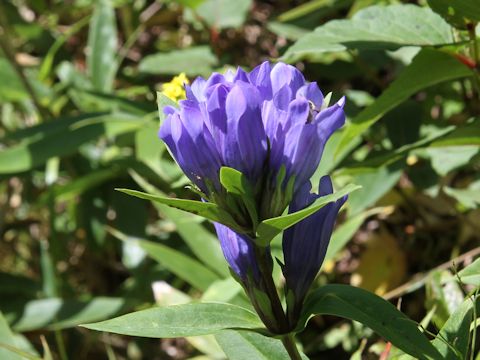 Gentiana makinoi