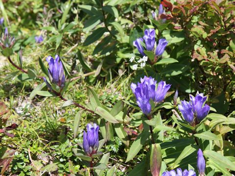 Gentiana makinoi