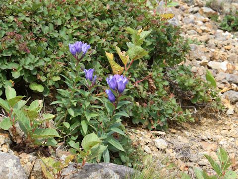 Gentiana makinoi