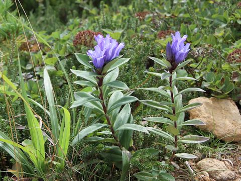 Gentiana makinoi