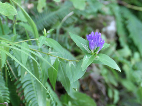 Gentiana makinoi