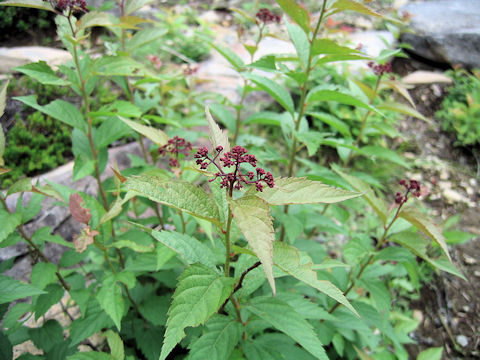 Spiraea japonica f. alpina