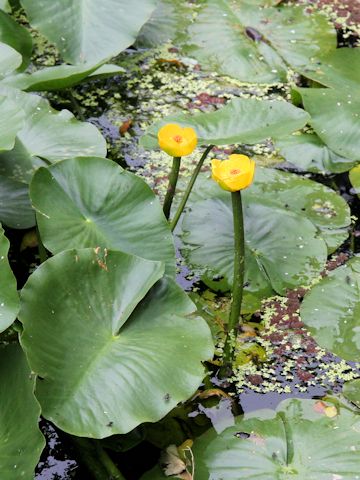 Nuphar pumilum var. ozeense