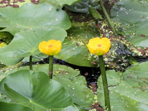 Nuphar pumilum var. ozeense