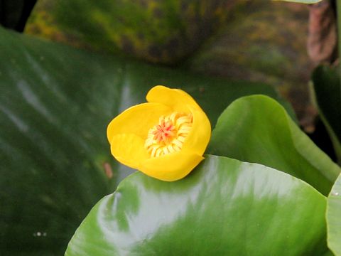 Nuphar pumilum var. ozeense