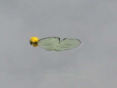 Nuphar pumilum var. ozeense