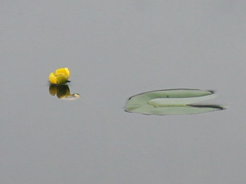 Nuphar pumilum var. ozeense