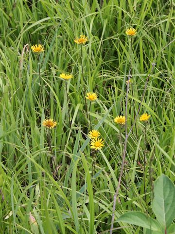 Inula ciliaris var. glandulosa