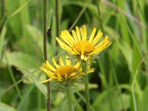 Inula ciliaris var. glandulosa