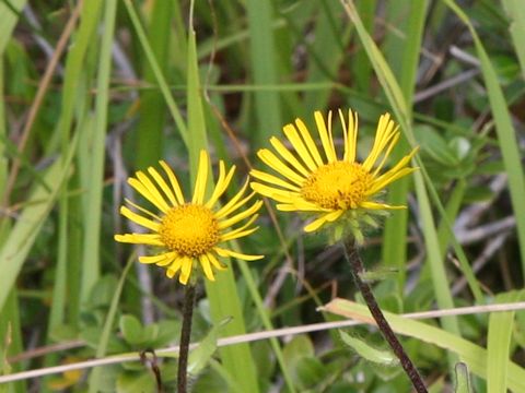 Inula ciliaris var. glandulosa