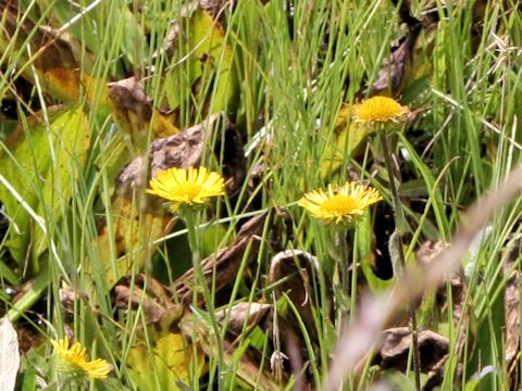 Inula ciliaris var. glandulosa