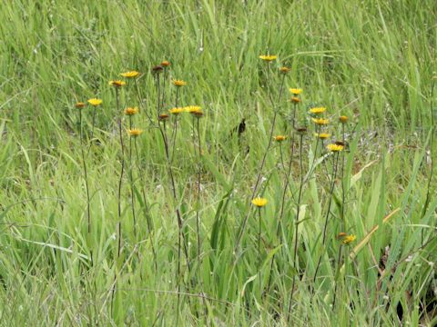 Inula ciliaris var. glandulosa