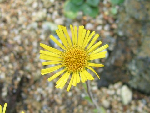 Inula ciliaris var. glandulosa