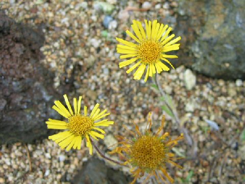 Inula ciliaris var. glandulosa