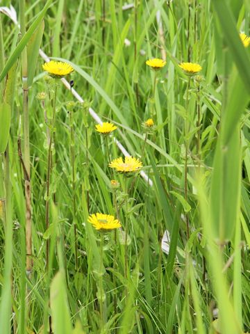 Inula ciliaris var. glandulosa