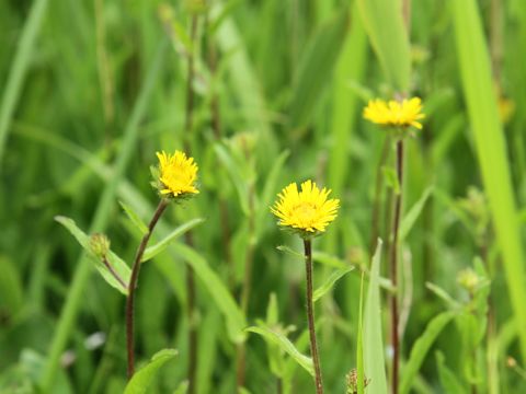 Inula ciliaris var. glandulosa