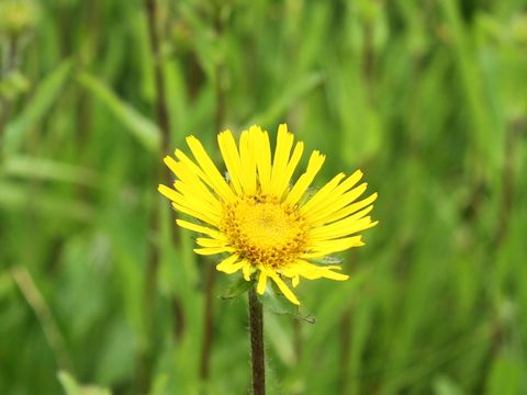 Inula ciliaris var. glandulosa