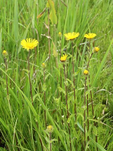 Inula ciliaris var. glandulosa