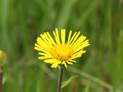 Inula ciliaris var. glandulosa