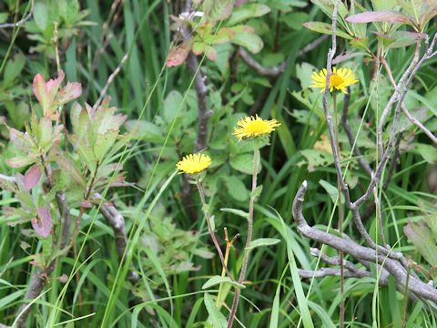 Inula ciliaris var. glandulosa