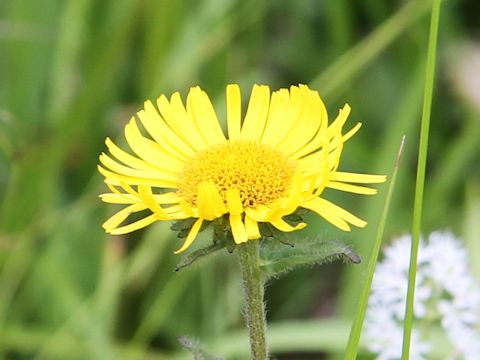 Inula ciliaris var. glandulosa