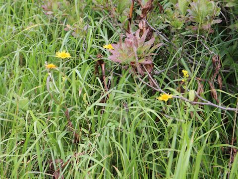 Inula ciliaris var. glandulosa