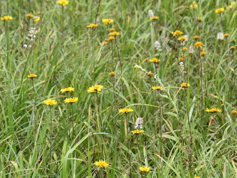 Inula ciliaris var. glandulosa