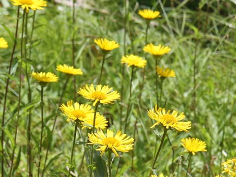 Inula ciliaris var. glandulosa