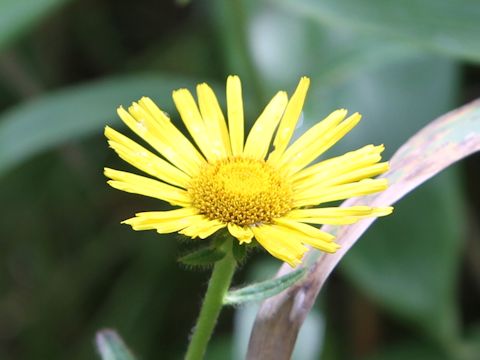 Inula ciliaris var. glandulosa