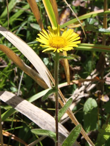 Inula ciliaris var. glandulosa