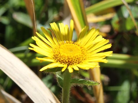 Inula ciliaris var. glandulosa