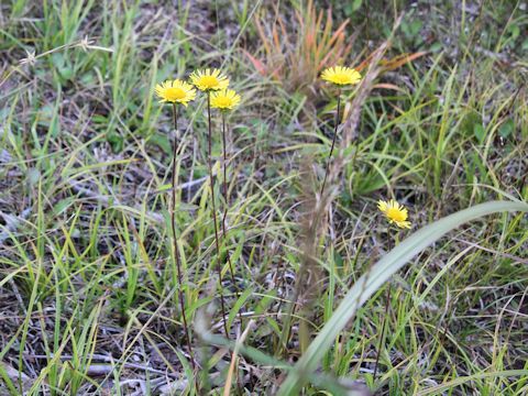 Inula ciliaris var. glandulosa