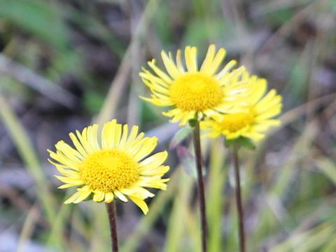 Inula ciliaris var. glandulosa